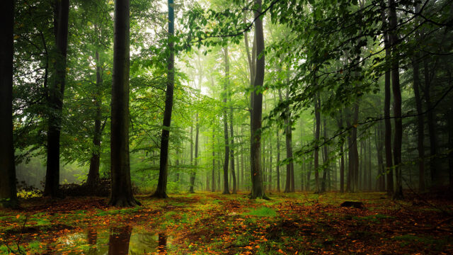 La eliminación del dióxido de carbono recibe un apoyo clave desde Estados Unidos