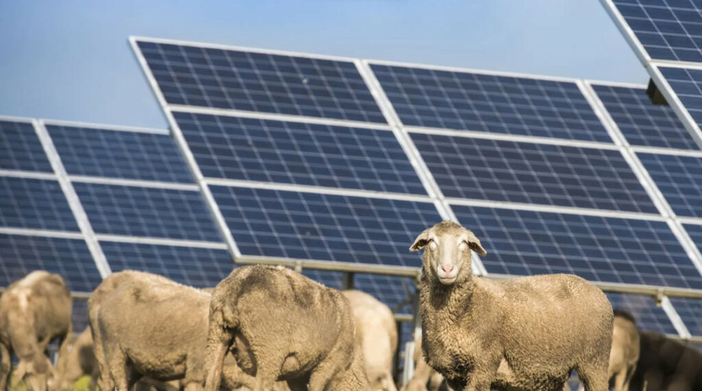 Combinar ganadería y granjas solares, ¿El futuro de nuestro campo?