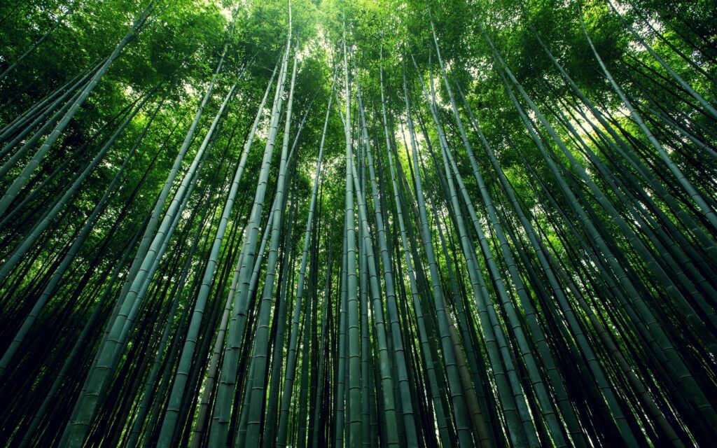 Un líder ha de ser como el bambú