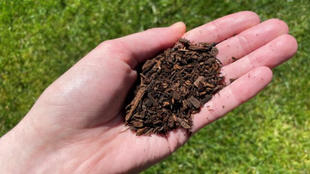 California legaliza usar cadáveres como compost